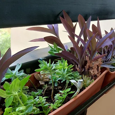 Hestia 3 Bdr Διαμέρισμα *